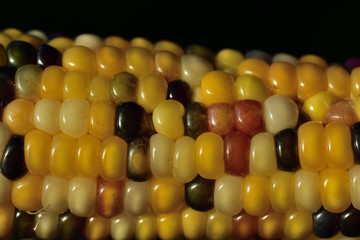 Closeup of a colorful fresh corncob with grains of different colors in autumn as a background