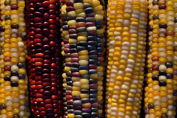 Closeup and background of fresh colorful corncobs lying side by side in the autumn after the harvest
