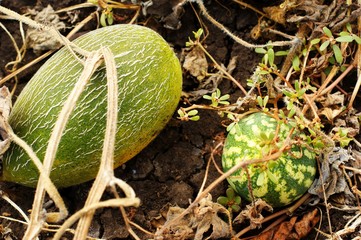 Melon with pumpkins, small striped watermelons and melons