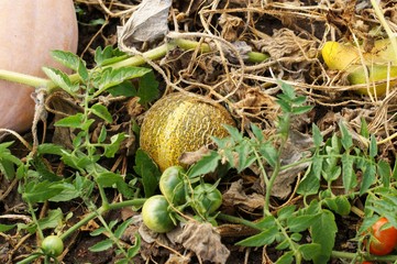 Melon with pumpkins, small striped watermelons and melons