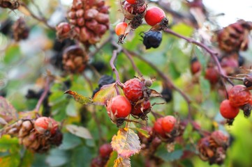 The branches are covered with beautiful delicious berries.