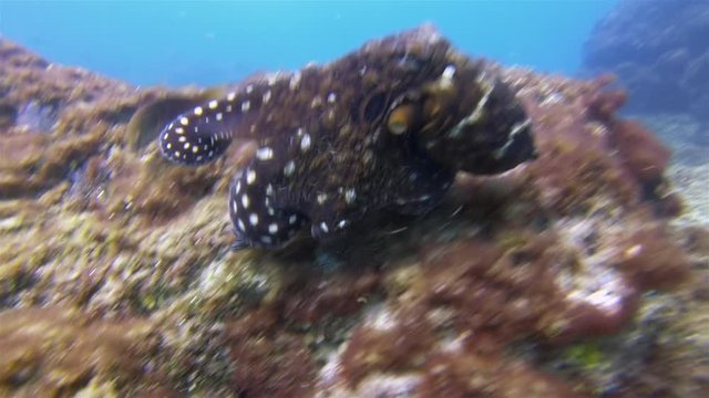 Octopus Crawling & Swimming On Peaceful Coral Reef Changing Colour Camouflage. Graceful Squid Critter Reef Octopus In Sunlit Sea.Colourful Dangerous Marine Life & Beautiful Aquatic Underwater Wildlife