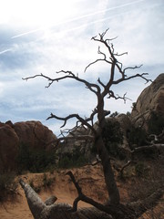 Lonely Desert Tree
