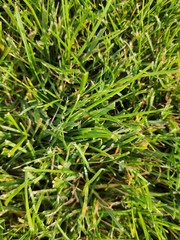 A green grass texture