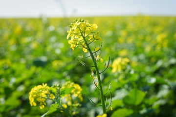 Blühende Senfpflanze auf einen Acker