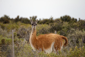 Guanacos in Patagonia Puerto Madryn Argentina
