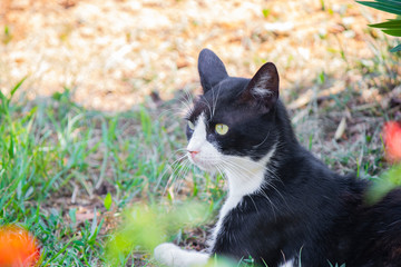 Black and white cat sitting and watching around.