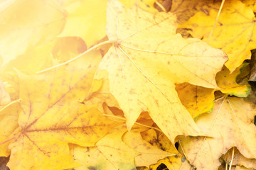 Yellow and orange autumn leaves background. Outdoor. Colorful backround image of fallen autumn leaves perfect for seasonal use.