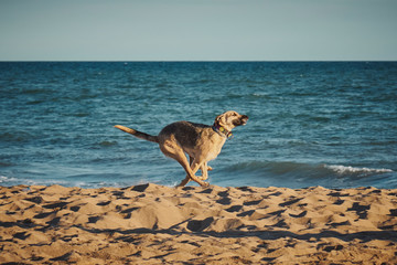 Dog runing in a beach at the afternoon with the ocean as background - obrazy, fototapety, plakaty