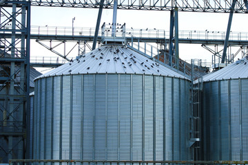 Storage tanks used for various food or petrochemical products. Refinery metal silos lined up in an industrial area.