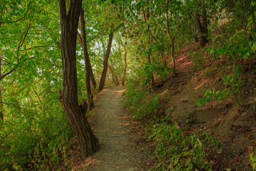 Fototapeta na wymiar summer green forest lonely narrow dirt trail 