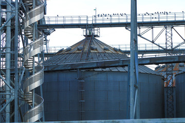 Naklejka premium Storage tanks used for various food or petrochemical products. Refinery metal silos lined up in an industrial area.