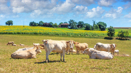 Fototapeta premium Summer pastoral landscape - view of the grazing herd of Charolais breed cows in the historical province Gascony, the region of Occitanie of southwestern France