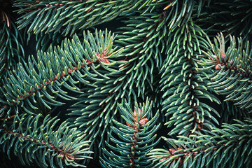 Naklejka na ściany i meble Christmas tree twigs close-up as Christmas or New Year background.