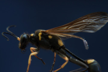 wasp in blue background