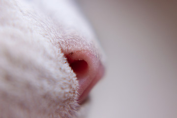 white cat nose