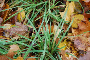 grass and leaves