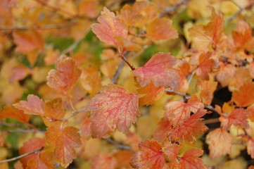 maple leaves in autumn