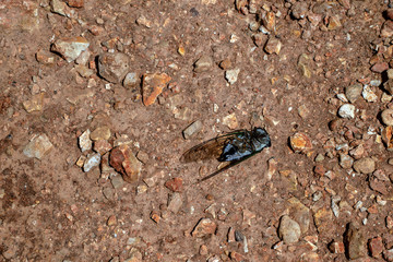 Laying on its back gives a nice view of the underside of a cicada an top of the gravel and dirt in Missouri. Bokeh effect.