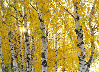 Obraz premium The sun shines through the birch leaves.