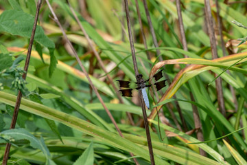 An old weed stem becomes the perch for a resting Common Whitetail Dragonfly in Misosuri. Bokeh.