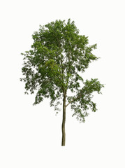 Fototapeta premium Big green tree on white background.