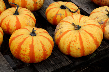 orange and yellow striped halloween pumpkins