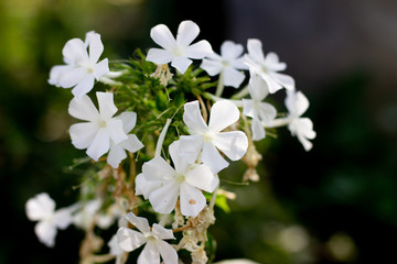White flowers of phlox against the background of green and purple flowers. White Phlox on a dark background