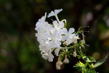 White flowers of phlox against the background of green and purple flowers. White Phlox on a dark background