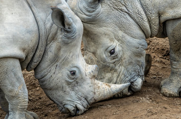 Two rhinos - an adult and a young male locking horns as the young one asserts its power. 