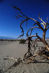 Albero scheletrico nelle dune di sabbia, deserto Death Valley