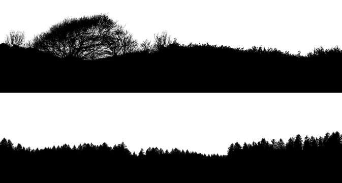 silhouette of the forest / pine forest and bushes on a white background