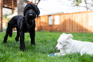 Low view, Big Black Doodle Watches White Deaf Blink Puppy playing with stick