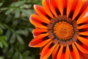 orange flower