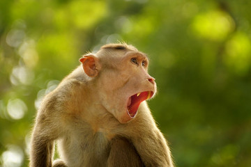 Bonnet Macaque with Mouth wide open