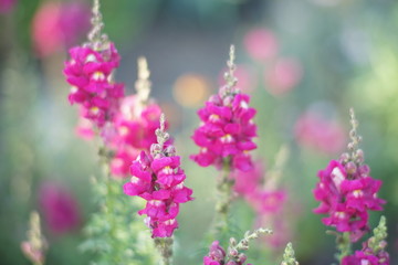pink snapdragon flowers grow in the summer garden