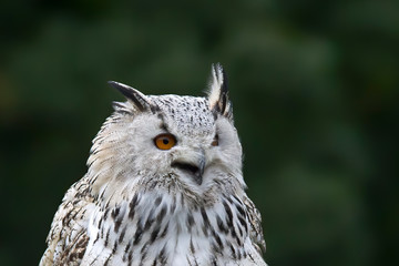 Snowy owl in flight with outstretched wings