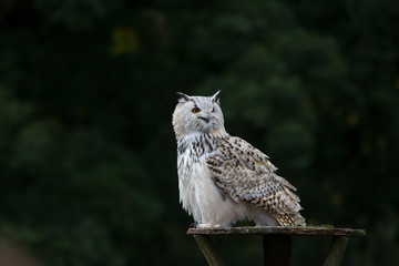 Obraz premium Snowy owl in flight with outstretched wings