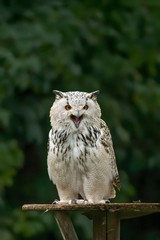 Snowy owl in flight with outstretched wings