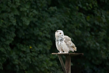 Snowy owl in flight with outstretched wings