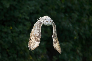 Snowy owl in flight with outstretched wings