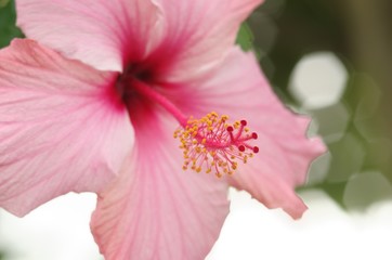 Closeup shallow focus shot of pink Hawaiian hibiscus, the state flower of Hawaii