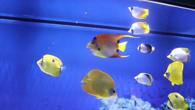 Fish swim in the aquarium in the zoo. Captive fish. Beautiful creatures. Marine life. Underwater animals