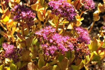 Flowering decorative purple-pink cabbage plant in garden.