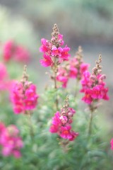 pink snapdragon flowers grow in the summer garden, natural background.