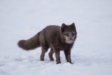 Lis polarny na pierwszym jesiennym sniegu © blackspeed