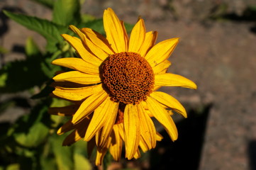Yellow and red flower in the garden shined at sun