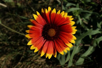 Yellow and red flower in the garden shined at sun