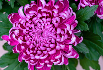 Bright dark pink chrysanthemum, leaves, close up