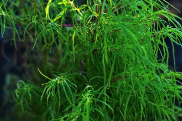 Interesting green grass and bushes in the wild and garden